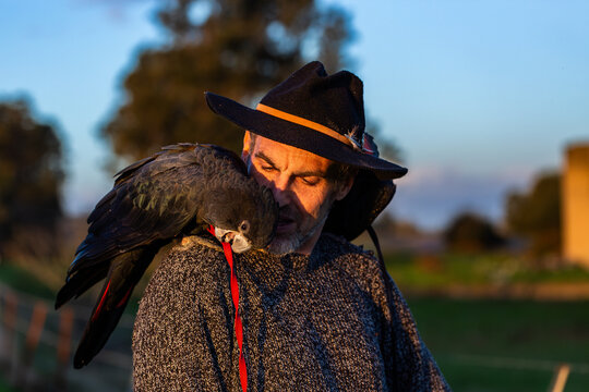 middle aged Australian man with pet red tailed black cockatoo birds perched on shoulders