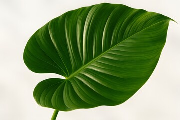 Fototapeta premium Large Green Leaf Tropical Plant