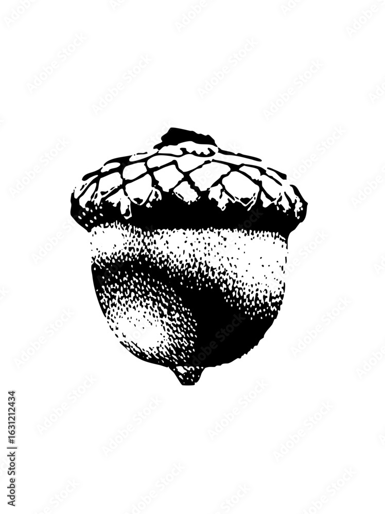 Poster vector detailed of a single acorn with textured cap and .