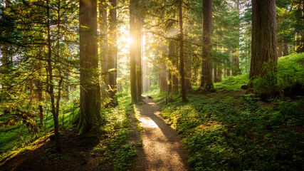 Fototapeta premium Forest pathway illuminated by morning sunlight. Peaceful nature trail in green woodland.