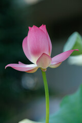 Beautifully blooming lotus