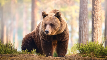 Fototapeta premium rown bear walking in the forest during golden hour. Majestic wildlife in natural habitat.