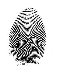 Vector Detailed fingerprint swirl in monochrome.