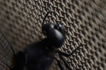 The big head of a dragonfly features large compound eyes, offering exceptional vision and aiding in...