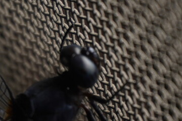 The big head of a dragonfly features large compound eyes, offering exceptional vision and aiding in...