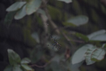 webs, brown, native, colour, macro nature, predator, cobweb, hanging, season, wallpaper, house,...