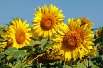 Fototapeta premium Close-Up of Sunflowers in Full Bloom