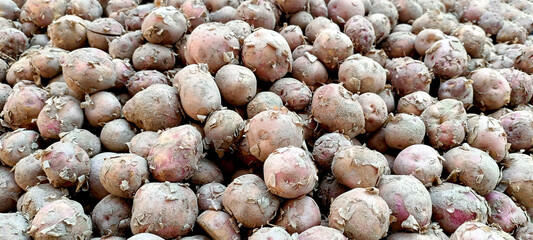 Heap of Freshly Harvested Dusty Potatoes from Indian Market