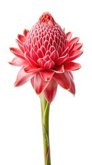 Elegant Torch Ginger Flower Isolated on White Background, with Red Petals