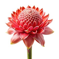 Exquisite Red Torch Ginger Flower on White Background, CloseUp Shot
