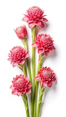 Arrangement of Pink Torch Ginger Flowers and Buds on a White Background