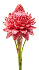 Vibrant Torch Ginger Flower Blossom Displaying Intricate Petal Arrangement Against White Background