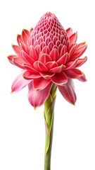 Elegant pink Torch Ginger flower isolated on white background showcasing intricate details