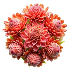 Beautiful closeup of Torch Ginger flowers, arranged on a white background