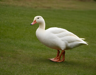 Running a white duck animal, a goose bird.