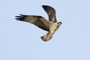 Osprey