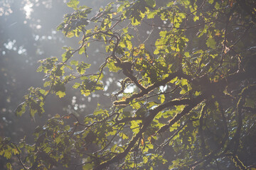 Naklejka premium Oak branches in the forest under the rays of the sun