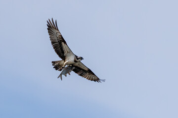Osprey