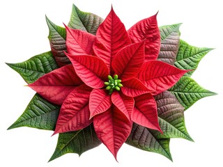 A stunning poinsettia flower in full bloom, set against a white background