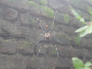 webs, brown, native, colour, macro nature, predator, cobweb, hanging, season, wallpaper, house, wild, spider on web, black, light, carnivorous, garden, wall, delicate, macro, nature, legs, animal, bac