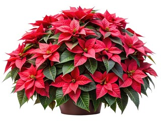 A Lush Red Poinsettia Plant in Full Bloom Isolated on White