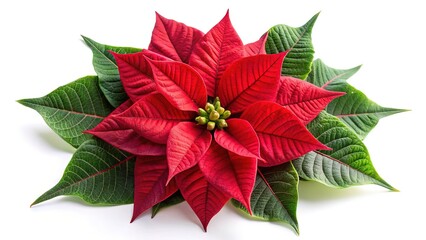 Beautiful Poinsettia Flower with Red and Green Leaves on White Background