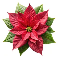 A beautiful poinsettia flower with red bracts and green leaves on white