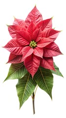 Beautiful Poinsettia Plant with Red and Green Leaves on White Background