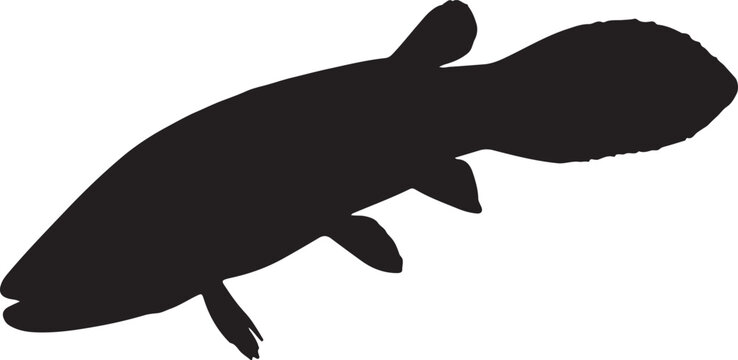 African lungfish in silhouette white background.