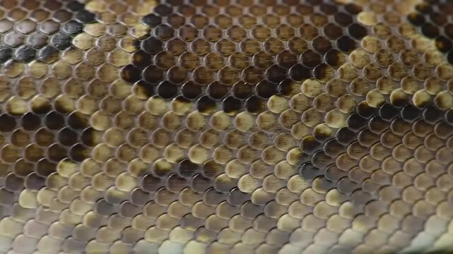 Snake Skin Texture CloseUp.