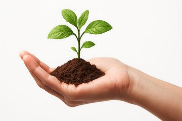 Green sprout growing in cupped hand plant seedling