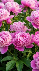 Vertical Vibrant display of pink peony blooms with fresh dew drops clinging
