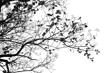 Black and white branches isolated on white background.