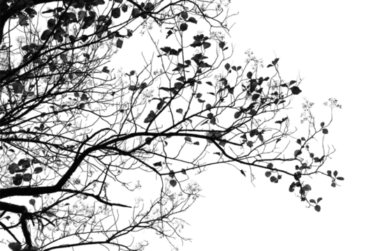 Black and white branches isolated on white background.