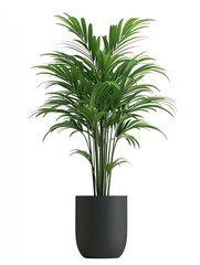 Fototapeta premium A palm tree in a dark gray pot