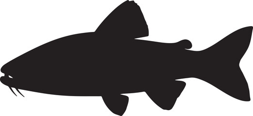 Barfish fish in silhouette white background.