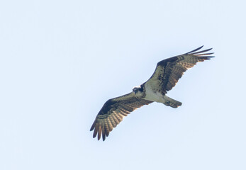 Obraz premium Osprey in Flight