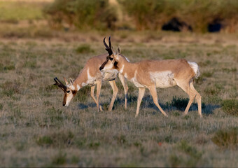 Pronghorn Antelope