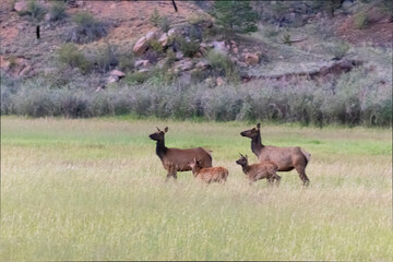 Elk Herd on Guanella Pass