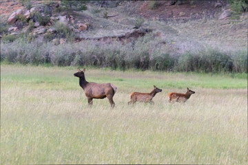 Elk Herd on Guanella Pass