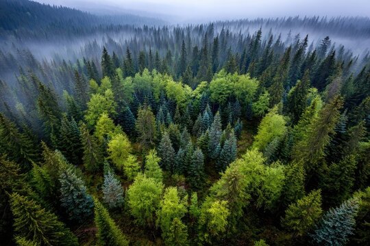 Aerial view of a misty forest with varied green trees