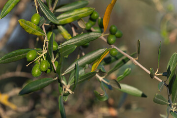 Cluster of unripe green olives hanging from an olive tree branch, vivid close-up with natural lighting, representing traditional Mediterranean food culture, sustainable farming, and fresh organic prod