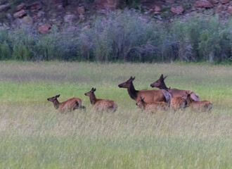 Elk Herd on Guanella Pass