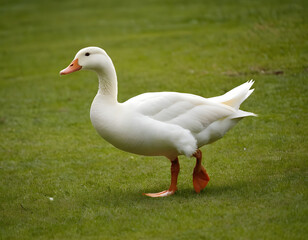 Fototapeta premium Running a white duck animal, a goose bird.