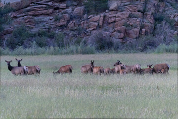 Elk Herd on Guanella Pass