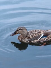 female mallard duck