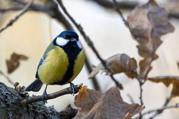 Fototapeta premium Great tit in the tree