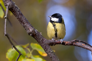 Great tit in the tree