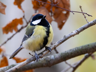 Great tit in the tree