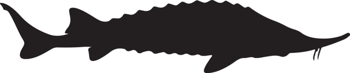 Beluga sturgeon fish in silhouette white background.